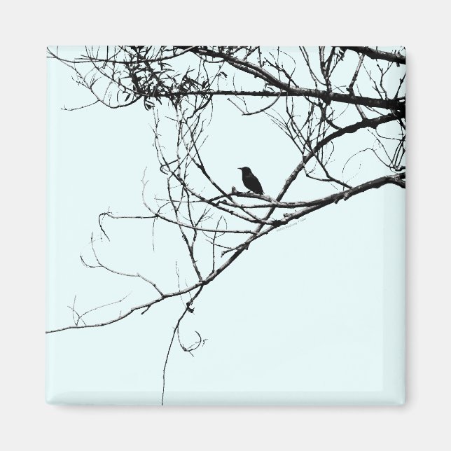 Little Black Bird Magnet (Framsidan)