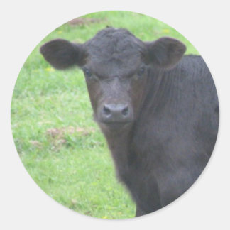 Little Black Bull Runt Klistermärke