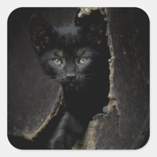 Little Black Kattunge Fyrkantigt Klistermärke