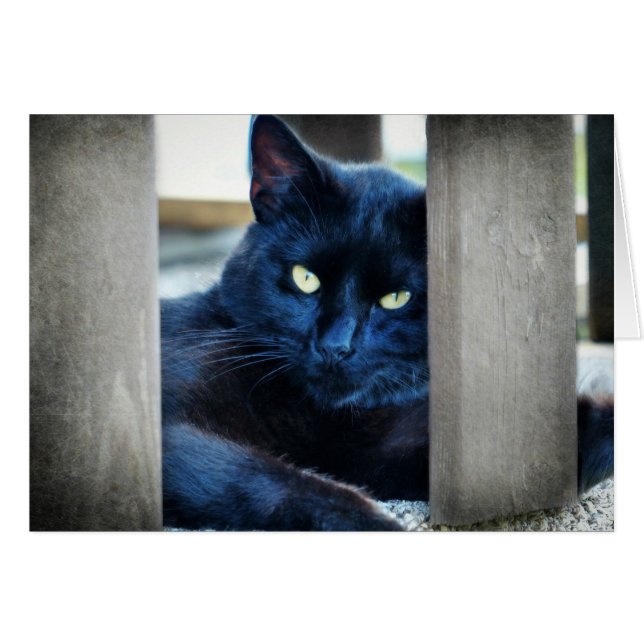 Little Black Kattunge Hälsningskort (Framsidan Horizontal)
