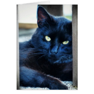 Little Black Kattunge Hälsningskort