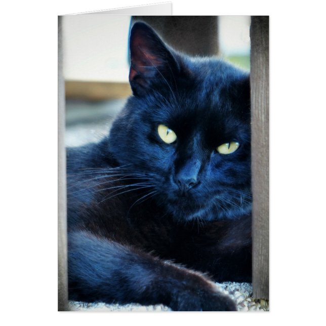 Little Black Kattunge Hälsningskort (Framsidan)