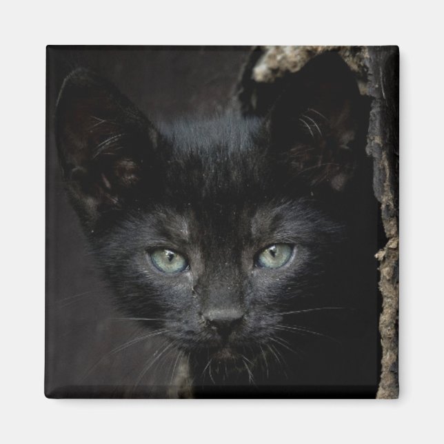 Little Black Kattunge Magnet (Framsidan)