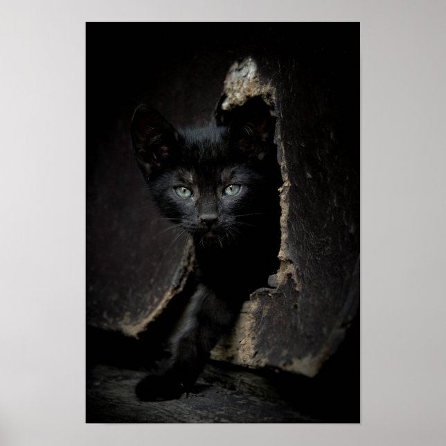 Little Black Kattunge Poster (Framsidan)