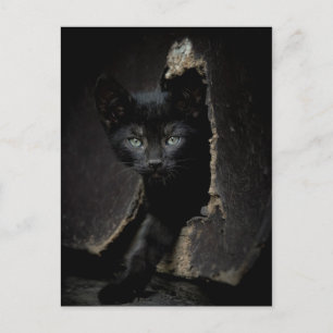 Little Black Kattunge Vykort