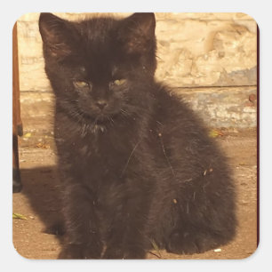 Little Black Kitten Stickers Fyrkantigt Klistermärke