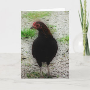 Little Black Tupp Kort
