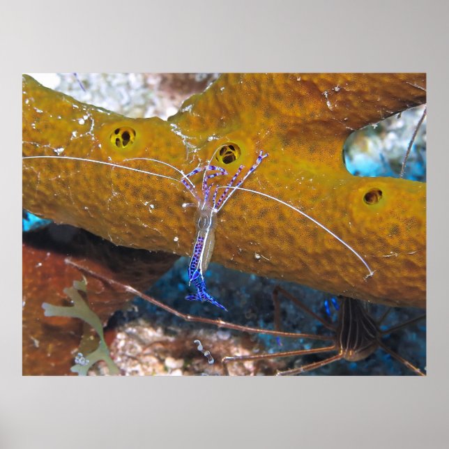 Little Blue Cleaner Shrimp Poster (Framsidan)