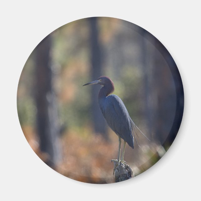 Little Blue Heron fotomagnet Magnet (Framsidan)