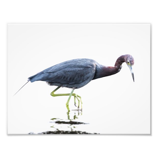 Little Blue Heron Fototryck (Framsidan)