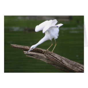 Little Blue Heron Hälsningskort