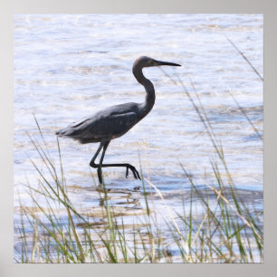 Little Blue Heron på Kanvastryck Poster