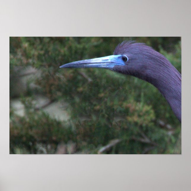 Little Blue Heron Photo Poster (Framsidan)
