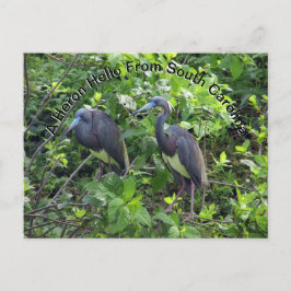 Little Blue Heron Post Card South Carolina Vykort