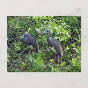 Little Blue Heron Post Card South Carolina Vykort