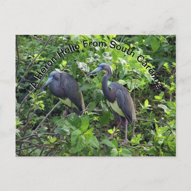 Little Blue Heron Post Card South Carolina Vykort (Framsida)