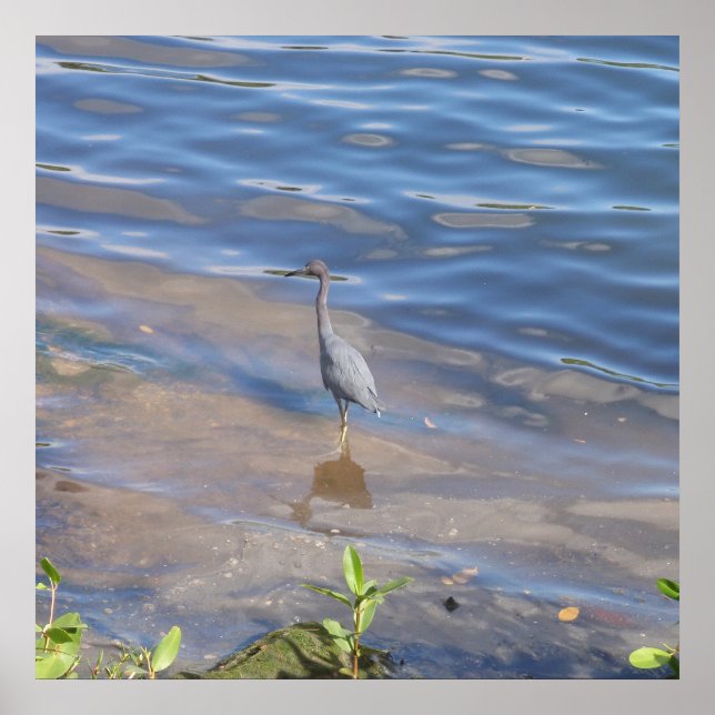 Little Blue Heron Poster (Framsidan)