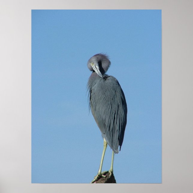 Little Blue Heron Poster (Framsidan)