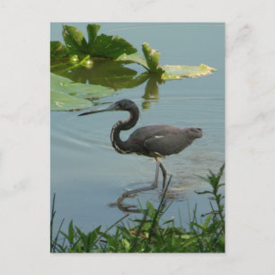 Little Blue Heron vycard Vykort