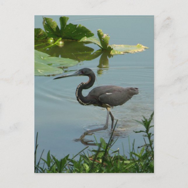 Little Blue Heron vycard Vykort (Framsida)