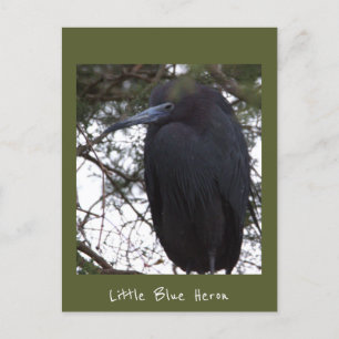 Little Blue Heron vycard Vykort