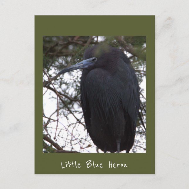 Little Blue Heron vycard Vykort (Framsida)
