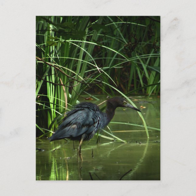 Little Blue Heron vycard Vykort (Framsida)