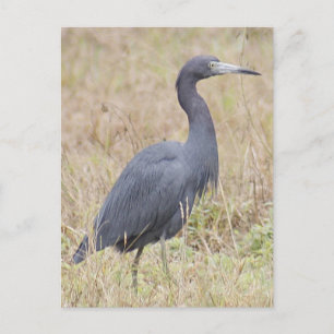 Little Blue Heron vycard Vykort