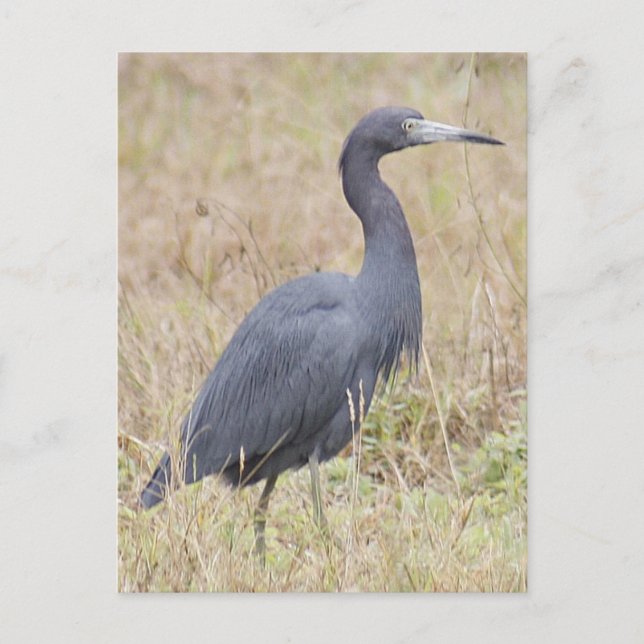 Little Blue Heron vycard Vykort (Framsida)