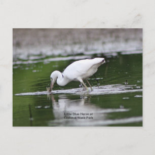 Little Blue Heron Vykort
