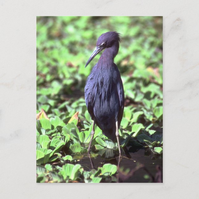 Little Blue Heron Vykort (Framsida)