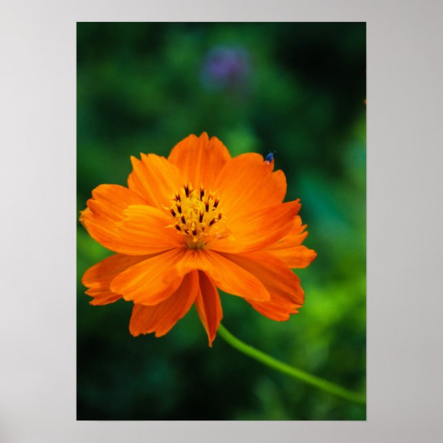 Little Blue Kryp Poster (Framsidan)