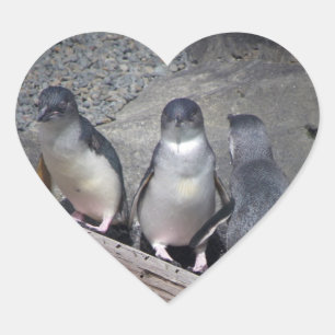 Little Blue Penguins Hjärtformat Klistermärke