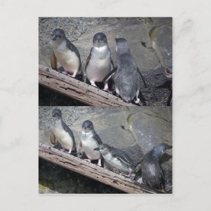 Little Blue Penguins Vykort