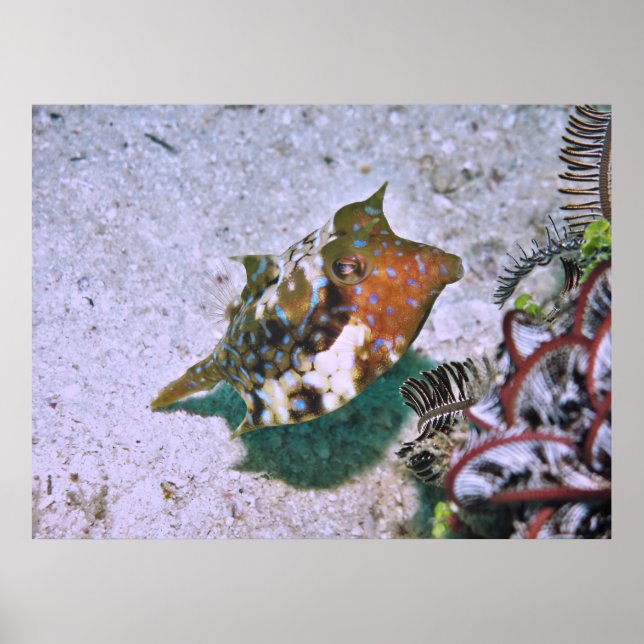 Little Boxfish Poster (Framsidan)