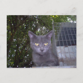 Little Boy Blue Vykort