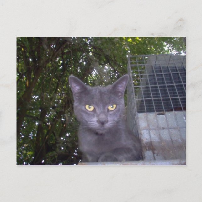 Little Boy Blue Vykort (Framsida)