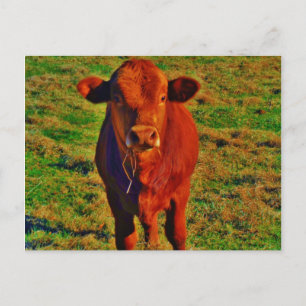 Little Brown Cow Bright Grönt Grass Vykort