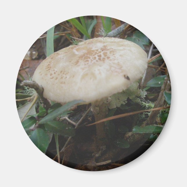 Little Brown Mushroom OBX Magnet (Framsidan)