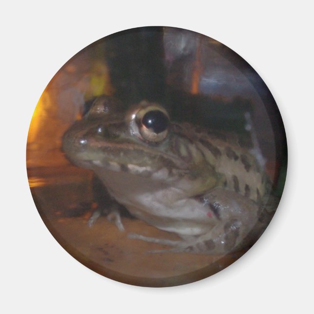 LITTLE BULLFROG MAGNET (Framsidan)