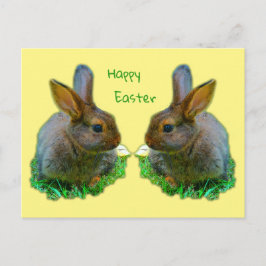 Little Bunny Vykort