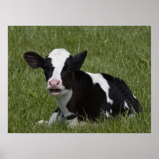 Little Calf Poster (Framsidan)