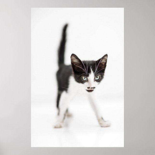 Little Cat Poster (Framsidan)