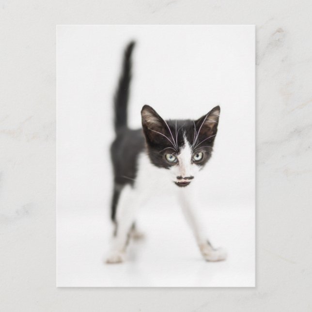 Little Cat Vykort (Framsida)