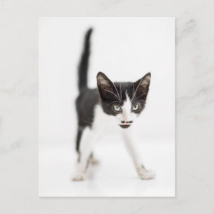 Little Cat Vykort