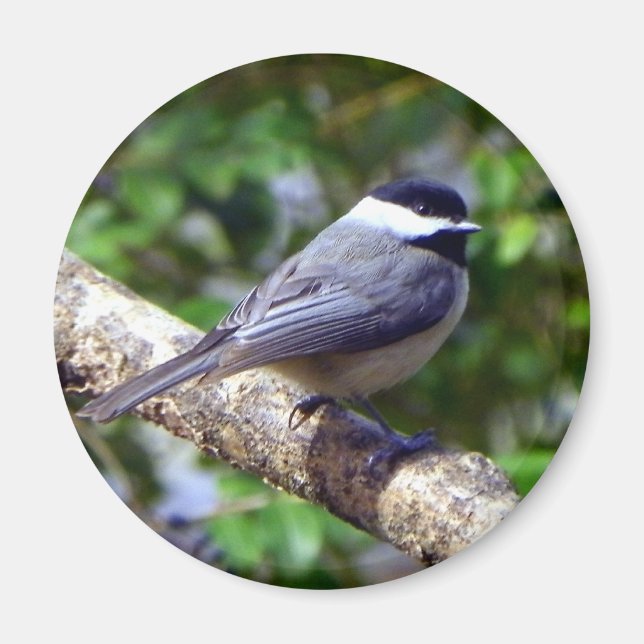 Little Chickadee Magnet (Framsidan)