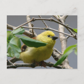 Little Chickadee Vykort