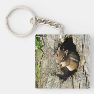 Little Chipmunk