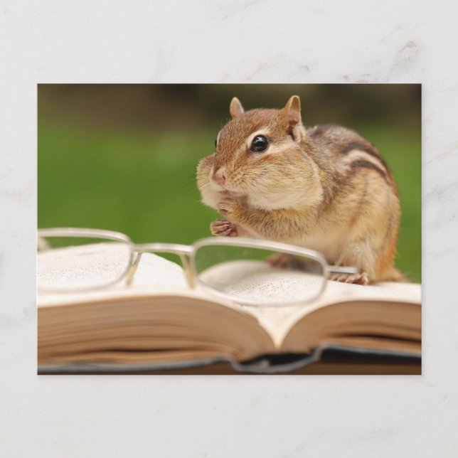 Little Chipmunk Reading Postcard Vykort (Framsida)