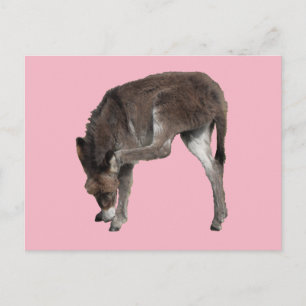 Little Chocolate Donkey Foal Scratching Ear Vykort